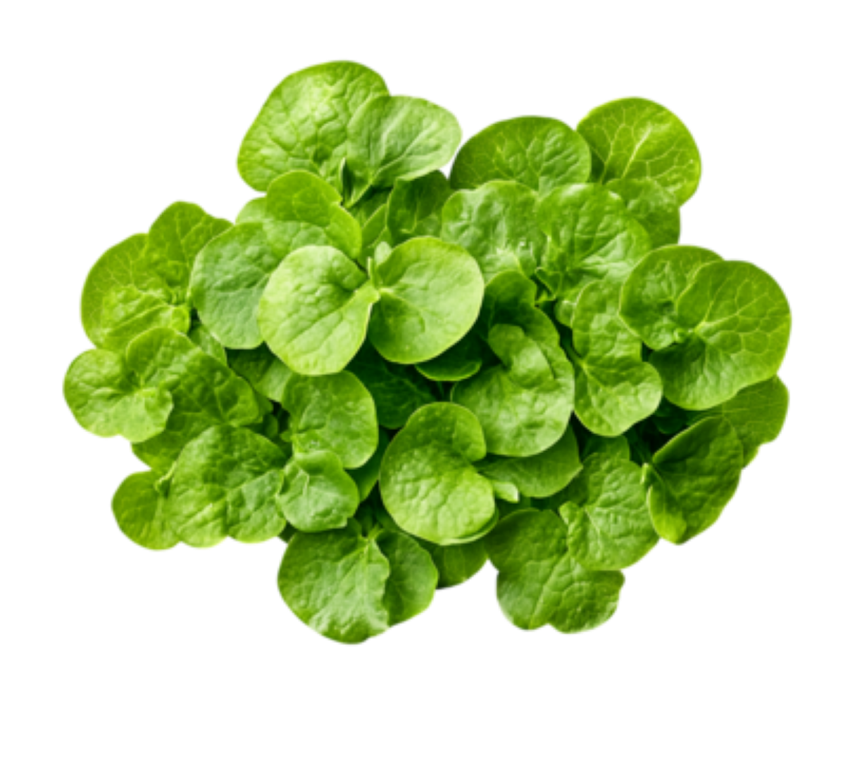 FRESH WATER CRESS